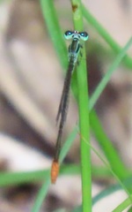 Agriocnemis gratiosa