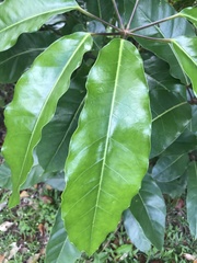 Heptapleurum actinophyllum