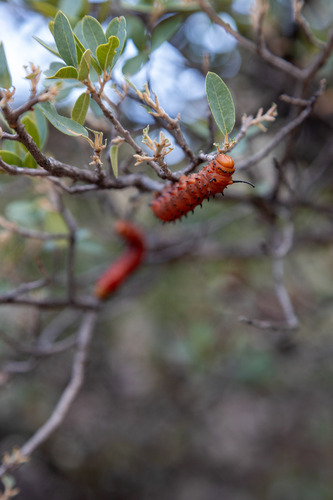 Oslar's Oakworm Moth