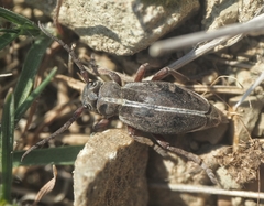 Dorcadion sericatum