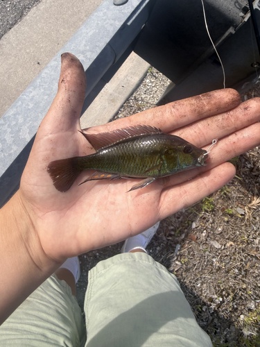Astatotilapia calliptera