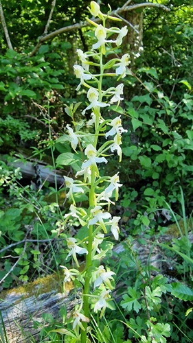 Greater butterfly-orchid