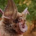 Rüppell's Horseshoe Bat - Photo (c) Jakob Fahr, some rights reserved (CC BY-NC), uploaded by Jakob Fahr