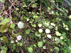Coprosma spathulata