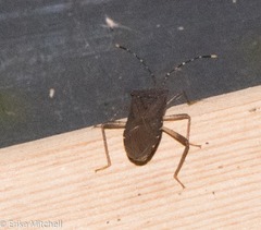 Anasa bellator