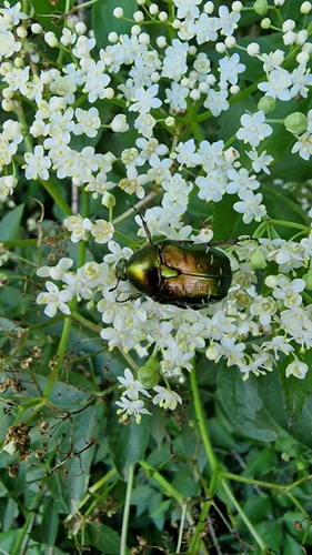 European Rose Chafer