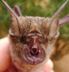 Abyssinian Horseshoe Bat photo 2