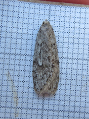 Semioscopis megamicrella