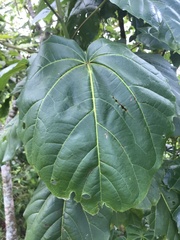 Thespesia grandiflora