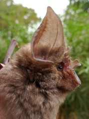 Abyssinian Horseshoe Bat photo 3