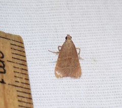 Arta epicoenalis