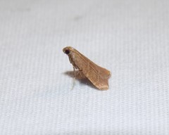 Arta epicoenalis
