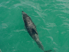 Sagmatias obscurus