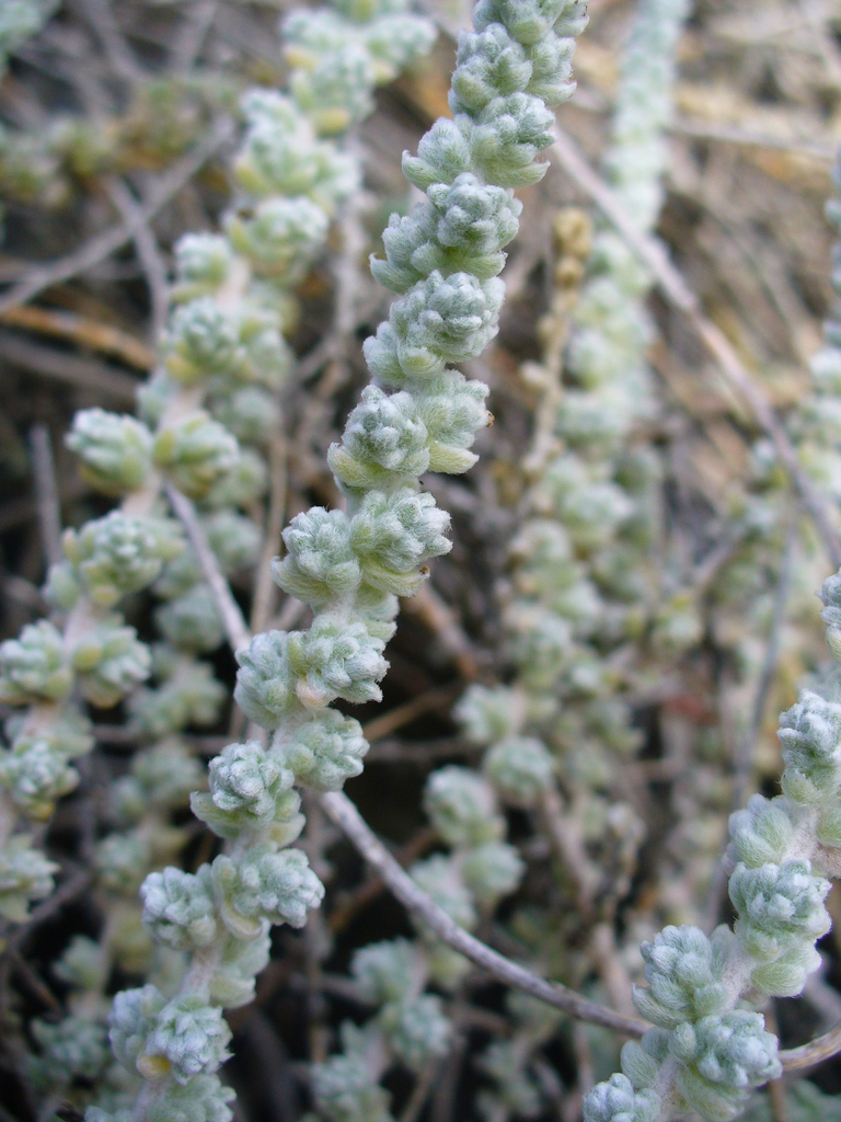 Bassia tomentosa