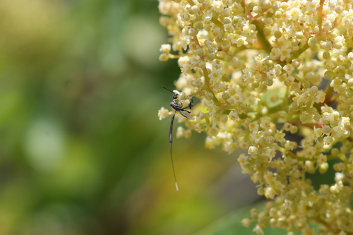 iNaturalist observation photo of Gasteruption