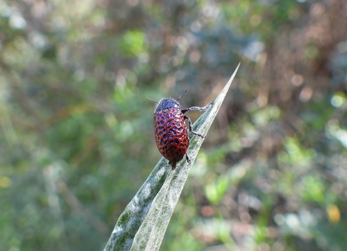 Lachnaia variolosa