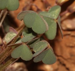 Oxalis copiosa