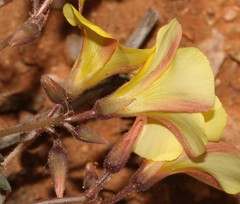 Oxalis copiosa