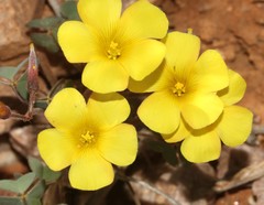 Oxalis copiosa