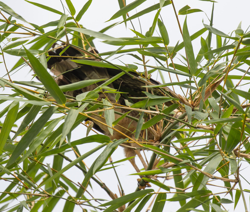 African Harrier-Hawk