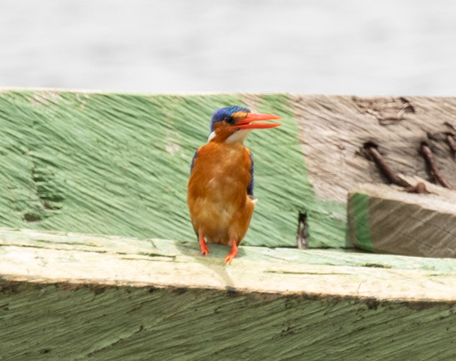 Malachite Kingfisher