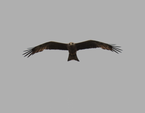 Black Kite