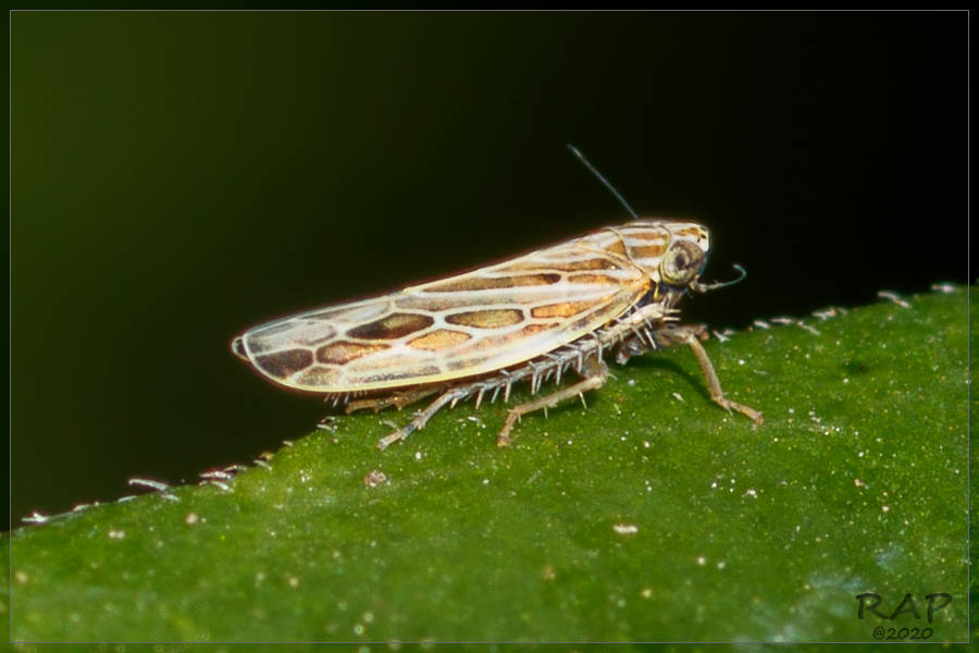 Mendozellus asunctia
