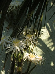Nyctocereus serpentinus