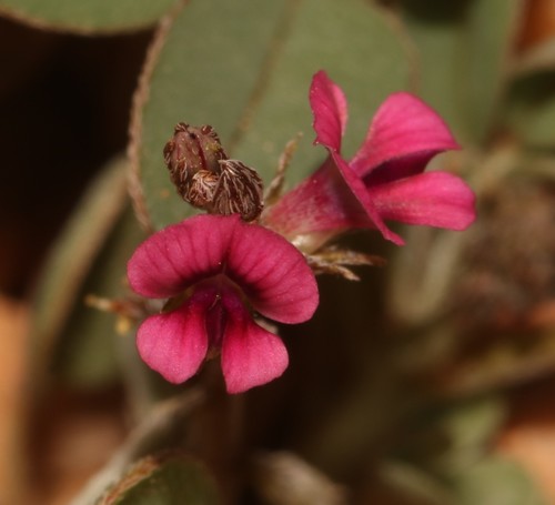 Image of Indigofera barkeri by (c) Brian du Preez, some rights reserved (CC BY-SA)
