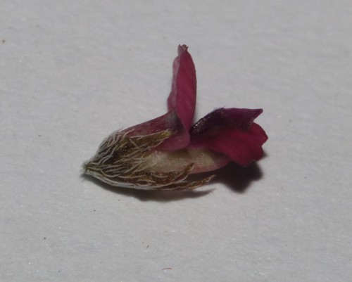 Image of Indigofera barkeri by (c) Brian du Preez, some rights reserved (CC BY-SA)