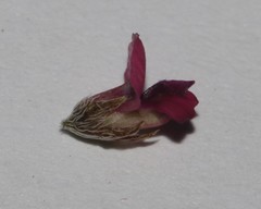 Indigofera barkeri