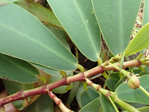 Euphorbia celastroides observed 2026-05-22
