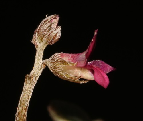 Image of Indigofera barkeri by (c) Brian du Preez, some rights reserved (CC BY-SA)