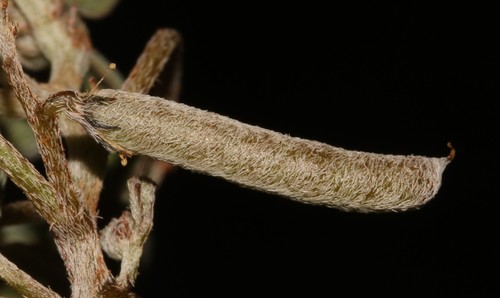 Image of Indigofera barkeri by (c) Brian du Preez, some rights reserved (CC BY-SA)