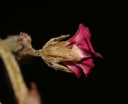 Image of Indigofera barkeri by (c) Brian du Preez, some rights reserved (CC BY-SA)