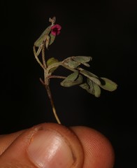 Indigofera barkeri