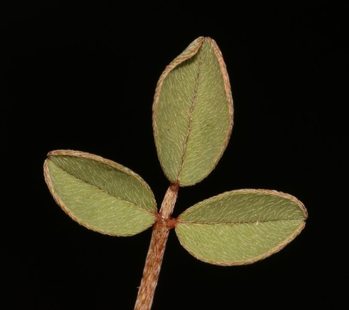 Image of Indigofera barkeri by (c) Brian du Preez, some rights reserved (CC BY-SA)