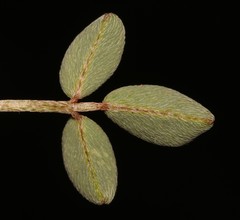 Indigofera barkeri