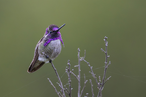 Costa's Hummingbird, photo 3 of 10