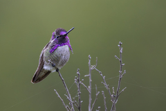 Costa's Hummingbird photo 2