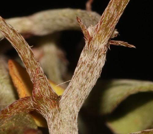 Image of Indigofera barkeri by (c) Brian du Preez, some rights reserved (CC BY-SA)