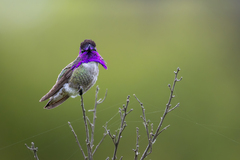 Costa's Hummingbird photo 1
