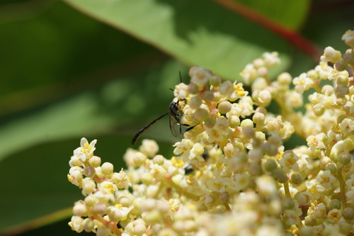 iNaturalist observation photo of Gasteruption