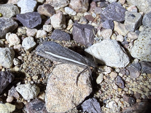 Fraus pteromela