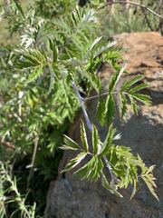 Rubus ludwigii