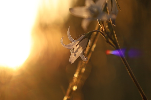 Campanula rapunculus iNat (1)