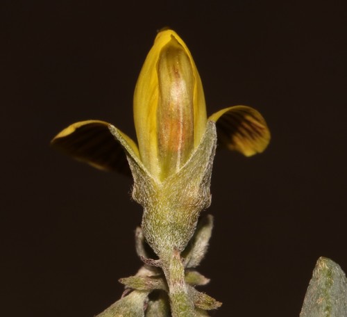 Image of Crotalaria pearsonii by (c) Brian du Preez, some rights reserved (CC BY-SA)