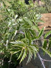 Rubus ludwigii
