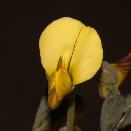 Richters Rattlepod (Crotalaria pearsonii)