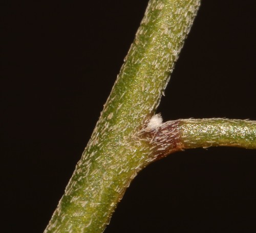 Image of Crotalaria pearsonii by (c) Brian du Preez, some rights reserved (CC BY-SA)